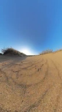 Dikey video. Açık bir gökyüzü ve uzak bir bitki örtüsü tarafından çerçevelenmiş, rüzgar şeklindeki desenleri ve kuru otları olan, güneşli kumlu bir kumulun ileriye doğru hareket eden alçak açılı görüntüsü..