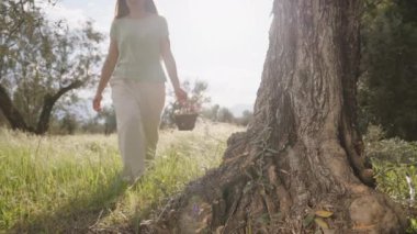 Bir Kadın Paskalya Yumurtası ve Çiçeklerini Ağacın Altına Yerleştirdi, Paskalya Yumurtası Avına Hazırlanıyor. Yavaş çekim.