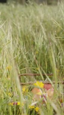 Dikey video. Renkli Paskalya Yumurtaları ve Çiçekleriyle dolu Sepet Uzun Çimenler ve Yaban Çiçekleri Arasında Oturur. Yavaş çekim.