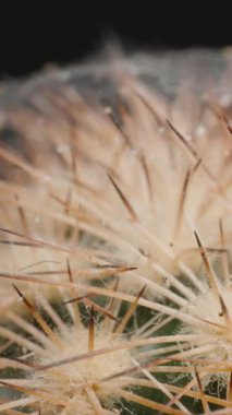 Dikey video. Kaktüsün Macro Dolly Zoom 'u Küçük Örümceklerle Zarif Örümcek Ağları ile çevrelenmiş Dikenli, Karanlık Geçmişe Karşı Karmaşık Detayları Vurguluyor. Kavram: Kırılgan Ekosistemler