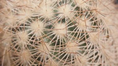 Karmaşık Omurgaları Gösteren Bir Kaktüsün Macro Kaydırma Çekimi ve Küçük Örümceklerle İnce Ağlar Yumuşak Bir Arkaplana Karşı Karmaşık Detaylar ve Doğal Örnekler. Doğal Karmaşıklık