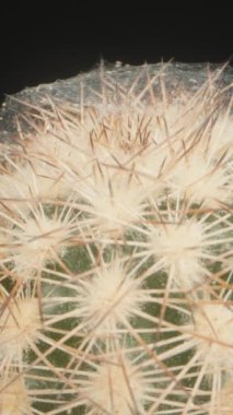 Dikey video. Kaydırıcı, Örümcek Ağı ile kaplı bir kaktüse yakınlaşarak sivri dikenli dikenli dikenleri aşıp karanlık bir zemine karşı sürünen sayısız küçük örümceği ortaya çıkardı.