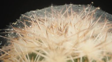 Kaktüsün Macro Dolly Çekimi Yoğun Örümcek Ağı ile kaplı ve dikenlerin arasında sürünen sayısız küçük örümcekle, Karmaşık Detayları ve Karanlık Bir Arkaplana Karşı Doğal Etkileşimleri vurguluyor