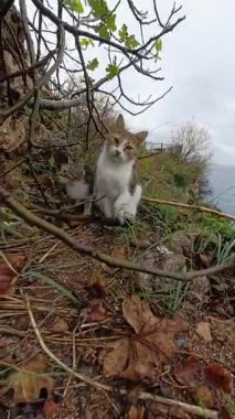 Dikey video. Bulutlu bir günde okyanusa tepeden bakan ve kıyıya yakın vahşi yaşam arasındaki bağı yakalayan bir kedi ve kedi yavrusu.