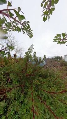 Dikey video. Autumn Trees ve Green Vegetation tarafından çerçevelenen Okyanus ve Uçurumların Manzaralı Görünümü, Ufuk Altında Şehir Mimarisi
