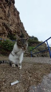 Dikey video. Bir Çakıl Yolunda Oturan Kedi Yağmurlu Bir Su birikintisinin yanında, Bulutlu Bir Gün 'de Uçuruma ve Okyanusa Bakan Mavi Bir Tırabzanın yanında Pençesini Tıkıyor