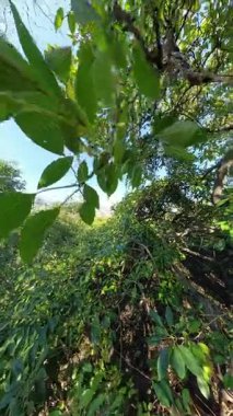 Dikey video. Geniş Yapraklar ve Parlak Gökyüzü ile çevrili, Düşük Açı 'dan Alınan Bir Ağaçta Asılı Yeşil Avokado' nun Yakın Görüntüsü. Sağlıklı Yeme