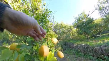 Yeşil yapraklı parlak sarı limonları koparmak için uzanan iki el, Sunlit Meyve Bahçesi Bitkisi ve Açık Gökyüzü ile çevrili. Limon Hasadı