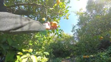 Sarı Limonları Toplamak İçin Kollar Yoğun Yeşil Yapraklar Arasındaki Ağaçta Asılı Güneş Işığı Süzgeçli Örtüde. Limon Seçme