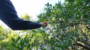 Yeşil Yapraklar ve Meyve Bahçesi Tepesi 'nden geçen Güneş Işığı Filtresi ile çevrelenmiş, Bir Ağacın Üzerindeki Bir Portakal' ı Parçalayan İki El. Taze Hasat