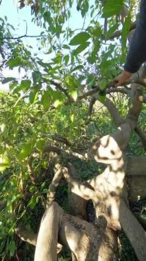 Dikey video. Parlak Gün Işığında Yaprakların Ortasında Bir Ağaçtan Küçük Yeşil Avokado Almak İçin Erişen İki El. Taze Ürün Hasadı