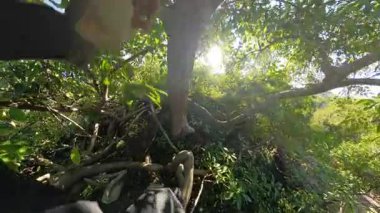 Güneş Yoğun Yapraklar ve Çevresindeki Yeşillikler Arasında Parlarken Ağaçta Bacakları Görünür Olan Kişi. Ağaç Tırmanışı Macerası