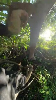 Dikey video. Güneş Yoğun Yapraklar ve Çevresindeki Yeşillikler Arasında Parlarken Ağaçta Bacakları Görünür Olan Kişi. Ağaç Tırmanışı Macerası