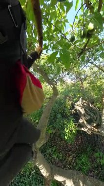 Dikey video. Kırmızı Sırt çantasıyla Ağaca Tırmanan Bir Adam 'ın Yakın Çekimi, Parlak Güneş Işığında Yoğun Yapraklar Arasında Asılı Yeşil Avokado için uzanır. Hasat Devam Ediyor