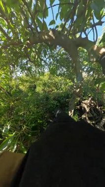Dikey video. Kırmızı sırt çantasıyla ağaç dalında dengede duran yeşil yapraklar ve parlak meyve bahçesi manzarasıyla çevrili bir adam. Ağaca Tırmanma Etkinliği