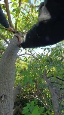 Dikey video. Parlak Yeşil Yapraklar ve Açık Mavi Gökyüzü ile çevrili bir ağaçta dururken Yeşil Avokado koparmaya çalışan kişi