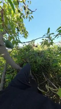 Dikey video. Yoğun bir ağaç dalında oturan kişi, Parlak Meyve Bahçesi Görünümü ile çevriliyken Yeşil Avokado 'ya yaklaşan Sırt çantasıyla Yapraklar