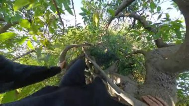 Parlak Yeşil Yapraklar Arasındaki Ağaçtan Küçük Yeşil Avokado Toplayan Eller Yakından