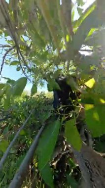 Dikey video. Ağaç dalında duran Sırt çantalı bir kişinin ön görüntüsü, Açık Gök Altında Bir Bahçede Parlak Yapraklar arasından Yeşil Avokado seçmek için Yükseğe uzanır