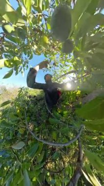 Dikey video. Parlak Yeşil Yapraklar Arasındaki Ağaçtan Küçük Yeşil Avokado Toplayan Eller Yakından