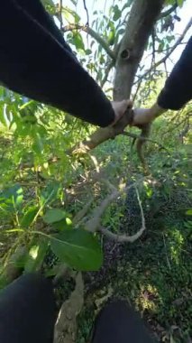 Dikey video. Bir Ağaç Dalını Kavrayan ve Parlak Güneş Işığında Yoğun Yapraklar Arasında Dururken Yeşil Avokado Tutan İki El