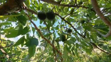 Yoğun Mavi Gök Altında, Ağaç dallarından sarkan birkaç Yeşil Avokado, yemyeşil bir meyve bahçesiyle çevrili.
