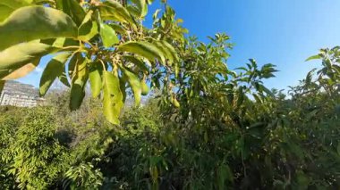 Bir Avokado Ağacı 'nın Geniş Görünümü Parlak Yeşil Yapraklar arasında sarkan çeşitli meyveler, Bir bereketli meyve bahçesi ile çevrili ve Açık Mavi Gökyüzü