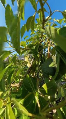 Dikey video. Avokado Ağaç Dallarının Yakın Çekimi Parlak Yeşil Yapraklar Arasında Sarkan, Güneş Tarafından Vurgulanan ve Çerçevelenen Açık Mavi Gökyüzü
