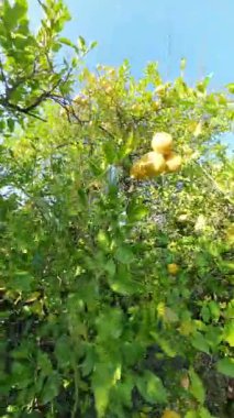 Dikey video. Olgun Sarı Meyveler ve Yoğun Yapraklarla Dolu Limon Ağacı Dalları Kırsal Arazide Canlı Mavi Gökyüzüne Karşı Gün Işığı ve Batımı
