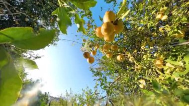Döndürme. Sarı Meyveli Yoğun Limon Ağacı Örtüsü Katmanlarında Asılı, Parlak Güneş Işığı Yeşilliği ve Mavi Gökyüzü Arkaplanını Artırıyor