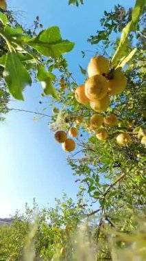 Dikey video. Döndürme. Sarı Meyveli Yoğun Limon Ağacı Örtüsü Katmanlarında Asılı, Parlak Güneş Işığı Yeşilliği ve Mavi Gökyüzü Arkaplanını Artırıyor