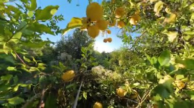 Yoğun Yeşil Yapraklar Arasında Asılı Sarı Limonların Görünümü, Dönüşümsel Bakış Açısı, Güneş Işığı Derinliği ve Daldırması Bir Bahçede Yakalandı