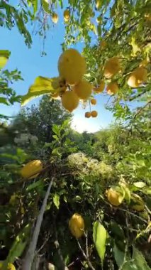 Dikey video. Yoğun Yeşil Yapraklar Arasında Asılı Sarı Limonların Görünümü, Dönüşümsel Bakış Açısı, Güneş Işığı Derinliği ve Daldırması Bir Bahçede Yakalandı