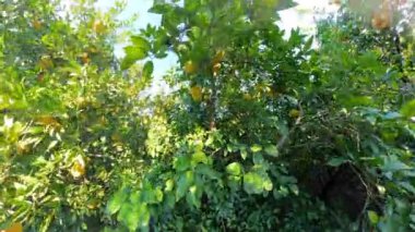 Işıl ışıl bir meyve bahçesinde yemyeşil dallardan sarkan parlak sarı greyfurtlar