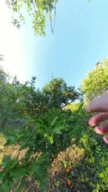 Dikey video. Alçak Ağaç Dalında Portakal Meyvesi Tutan Bir El, Parlak Yeşil Yapraklar ve Serene Atmosfer ile Dolu Bir Meyve Bahçesinde Yakından Çekildi