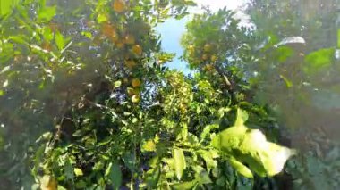 Güneşli bir meyve bahçesinde Parlak Mavi Gökyüzüne Karşı Üzüm ve Lükse Yaprakların Genel Görünümü
