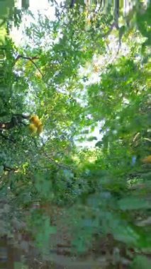 Dikey video. Olgun Sarı Üzüm Kümeleri Yoğun Yeşil Yaprakların Arasında Bir Ağaçta Asılı, Güneş Işığı Yaprakların Arasında Süzülüyor, Meyve 'nin Enerjisini Işıklandırıyor