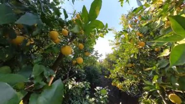Sarı meyveli greyfurt ağaçlarının manzarası Etrafı yoğun yeşil yapraklarla çevrili güneşli bir meyve bahçesinde