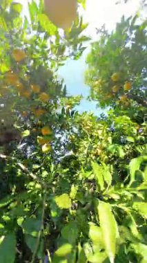 Dikey video. Güneşli bir meyve bahçesinde Parlak Mavi Gökyüzüne Karşı Üzüm ve Lükse Yaprakların Genel Görünümü