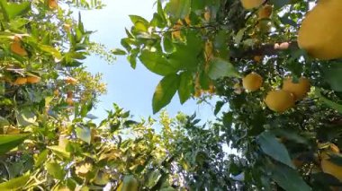 Sarımsaklı meyvelerle dolu Greyfurt Ağaçları 'na doğru bakan Yoğun Yeşil Yapraklar ve Açık Mavi Gökyüzü bir meyve bahçesinde