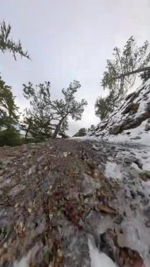 Dikey video. Çam ağaçlarıyla çevrili bir yamaçta, bulutlu bir ufka doğru giden kayalık, tozlu bir patikaya yakın çekim. Sert Kış Yolu