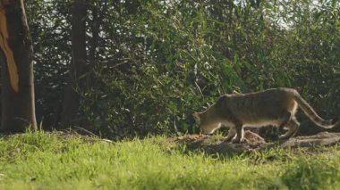 Tekir kedi, arka planda uzun ağaçlar ve çalılarla güneşli yeşil bir tarlada toprağı kokluyor ve huzurlu bir doğa anını yakalıyor.