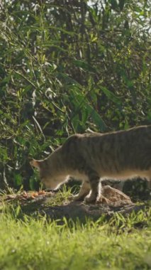 Dikey video. Tekir kedi, arka planda uzun ağaçlar ve çalılarla güneşli yeşil bir tarlada toprağı kokluyor ve huzurlu bir doğa anını yakalıyor.