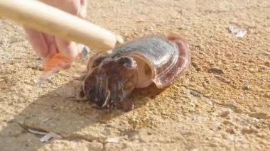 Mürekkep balığı güneş ışığında doğal kamuflajını gösterirken kumsaldaki mürekkep balığının yemini çıkaran bir el.