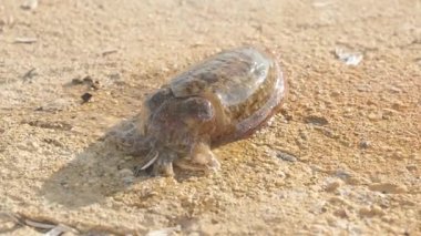 Güneş ışığı altında doğal bir savunma mekanizması olarak renk değiştirirken bir mürekkep balığının kabuğuna kum zemininde bir sopayla vurulması.