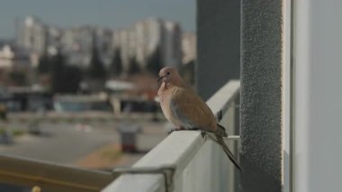 Parlak bir günde, arka planda bulanık bir şehir manzarası olan kahverengi bir güvercin, balkona tünemiş.