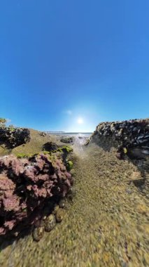 Köpüklü bir gelgitin alçak açılı görüntüsü, deniz yosunlarıyla kaplı kayalar arasında, parlak güneş ışığı altında ve açık mavi bir gökyüzünde, uzaktaki bir rıhtımda görülebilir bir iskelede.