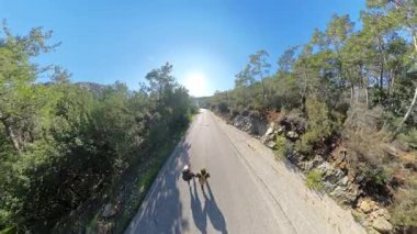 Ağaçlar ve Rocky Arazisi ile çevrili, Güneş Işıklı Dağ Yolu boyunca yürürken el ele tutuşan iki yürüyüşçü, Genel Bakış açısından, Bağlantı ve Keşif Temsilcisi