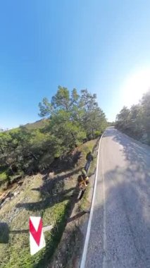 Dikey video. Parlak Güneş Işığı Altında Uzun Çam Ağaçlarıyla çevrili Bir Dağ Yolunda Duran Yürüyüşçüler