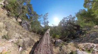 Arka planda Manzaralı Dağ Vadisi Manzaralı Dik Uçurumun Üzerindeki Düşmüş Ağaç Gök 'ün Üzerinde Yürümek, Yoğun Yeşillik Altında Parlak Mavi Gökyüzü Parıltısı Altında